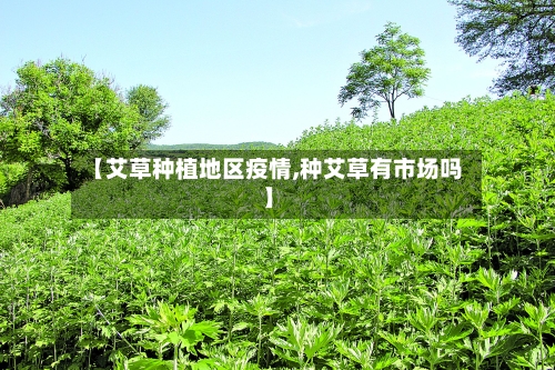 【艾草种植地区疫情,种艾草有市场吗】