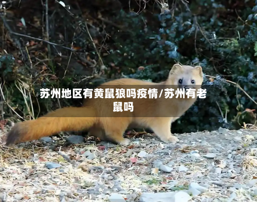 苏州地区有黄鼠狼吗疫情/苏州有老鼠吗