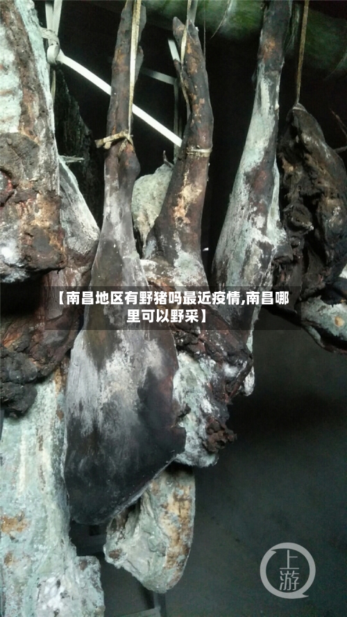 【南昌地区有野猪吗最近疫情,南昌哪里可以野采】-第2张图片